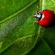 Illustration for article titled 294 Creepy Crawly Bug Wallpapers